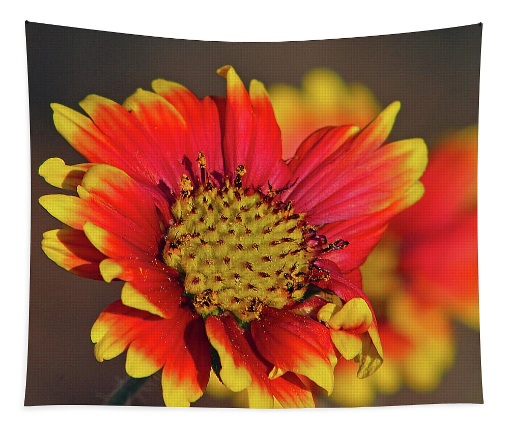 Flower Tapestry featuring the photograph Indian Blanket by Michael Allard