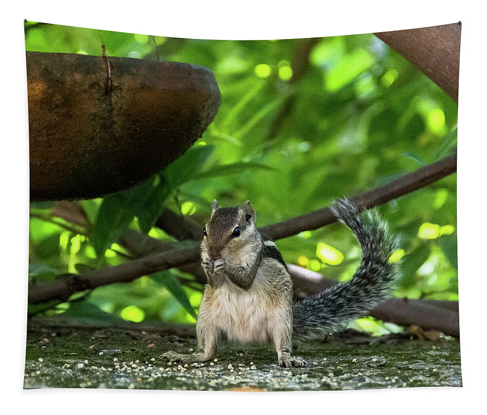 Squirrel Tapestry featuring the photograph Indian Palm Squirrel by Amy Sorvillo