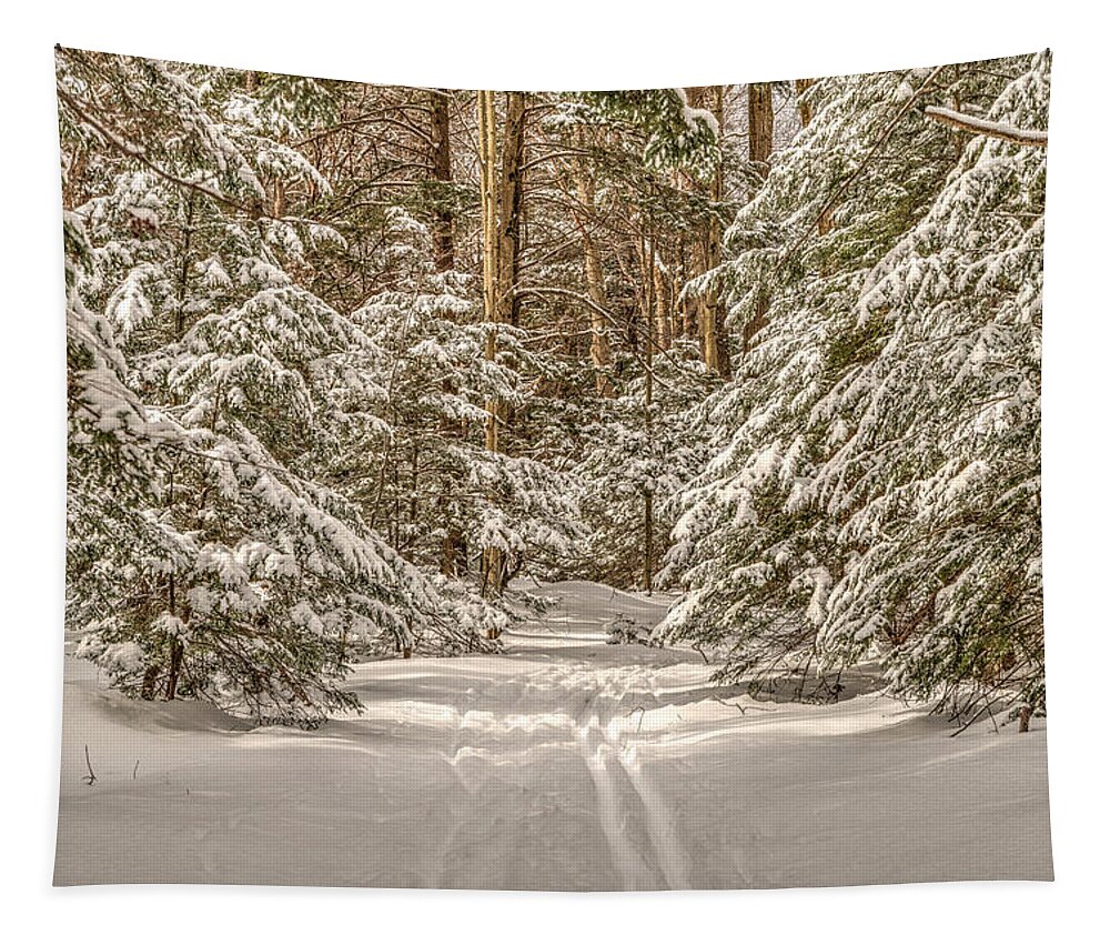 Pine Tapestry featuring the photograph Into the Forest by Rod Best