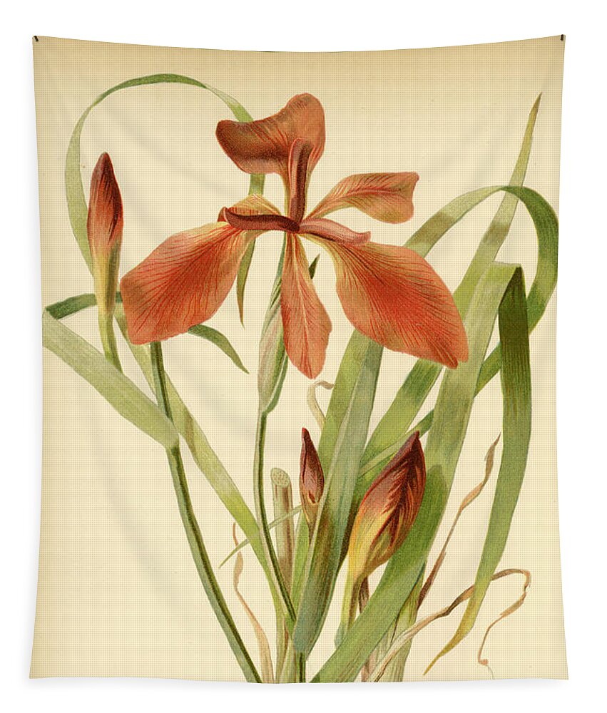 Iris Tapestry featuring the mixed media Iris Cuprea Copper Iris. by Unknown