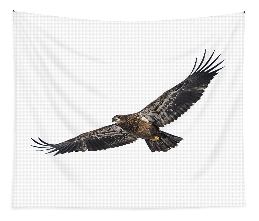 Juvenile Bald Eagle Tapestry featuring the photograph Isolated Bald Eagle 2018-3 by Thomas Young
