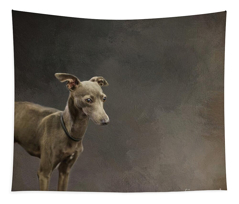 Italian Greyhound Tapestry featuring the photograph Italian Greyhound by Eva Lechner