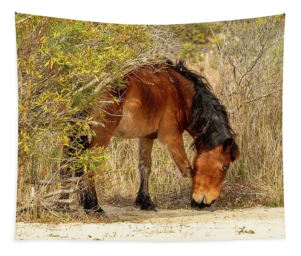 Animals Tapestry featuring the photograph Itchy Monkey by Donna Twiford