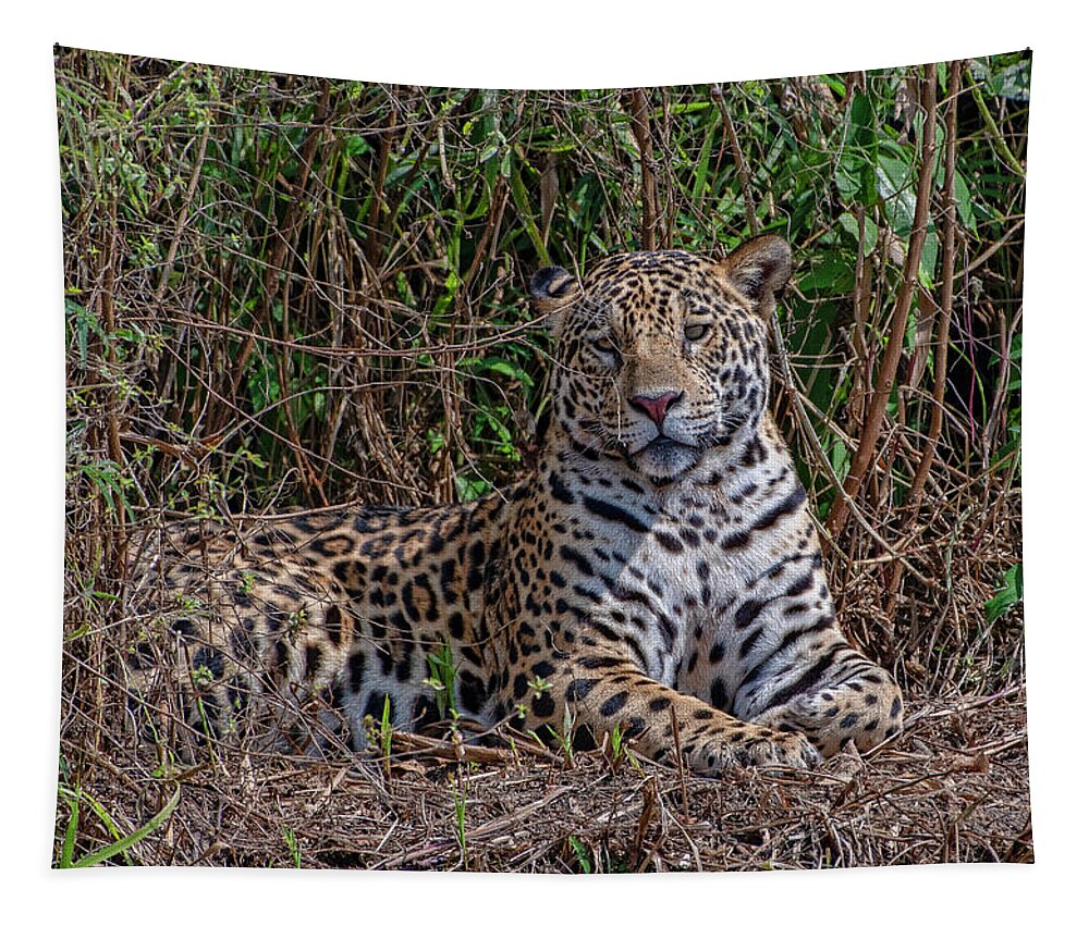 Jaguar Tapestry featuring the photograph Jaguar 408 by Wade Aiken