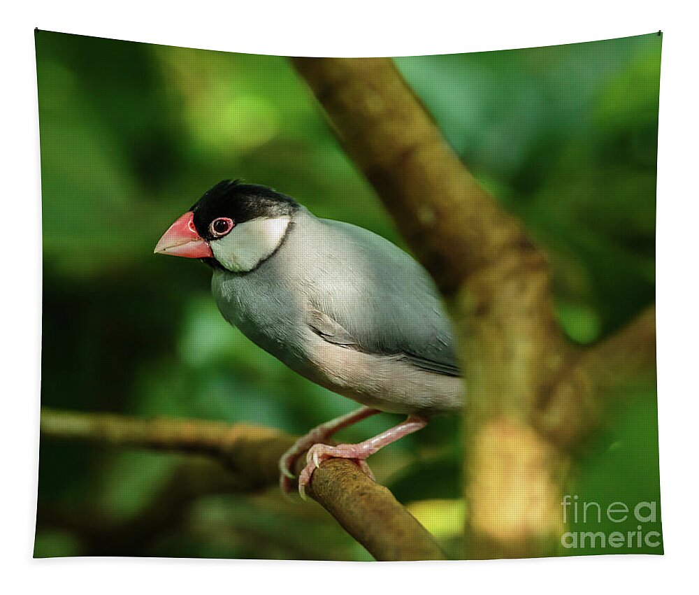 Java Tapestry featuring the photograph Java sparrow on a branch by Ragnar Lothbrok