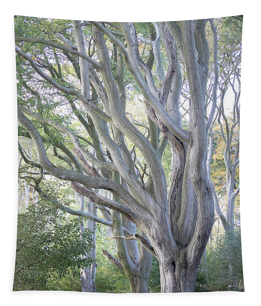 Beech Tree Tapestry featuring the photograph Jenny's Tree by Anita Nicholson