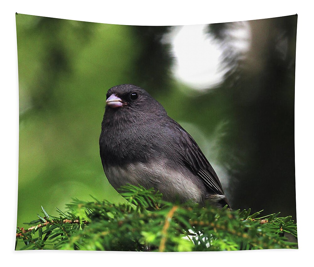 Junco Portrait Tapestry featuring the photograph Junco Portrait by Jennifer Robin
