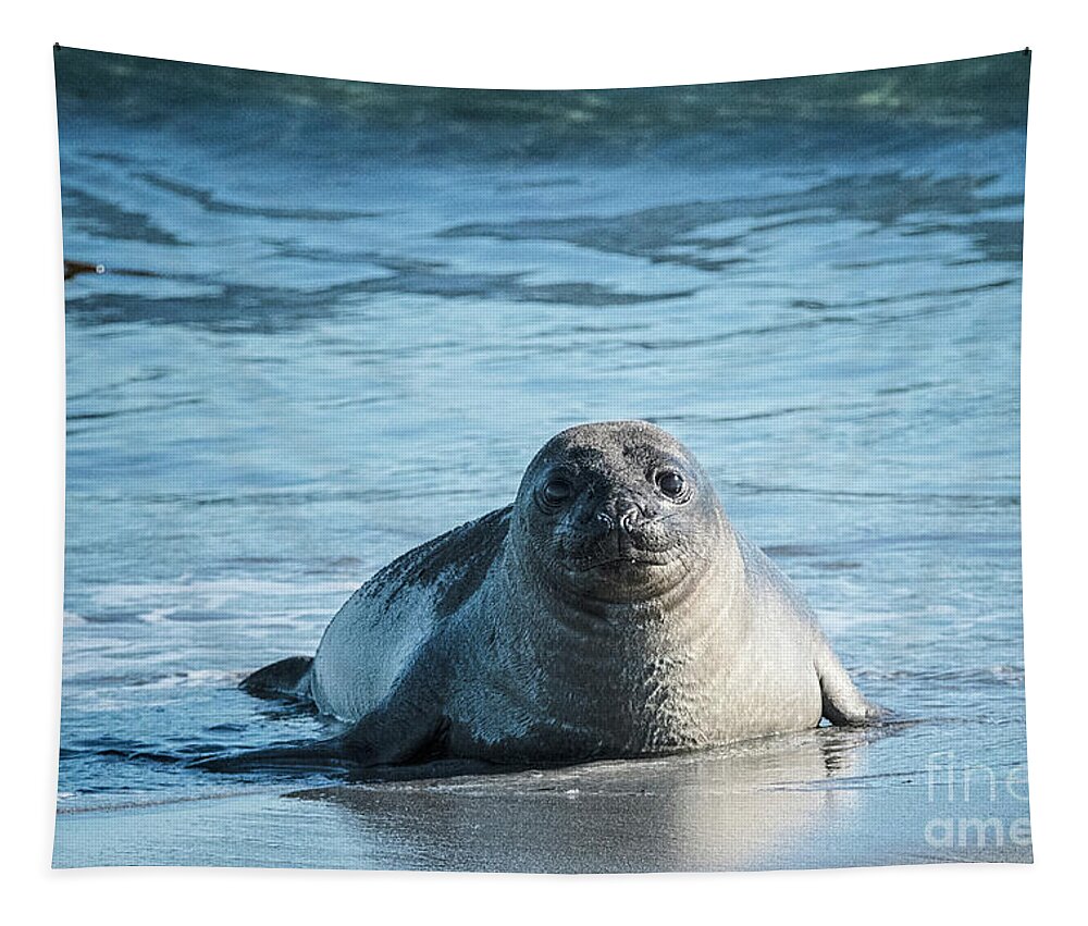 Baby Elephant Seal Tapestry featuring the photograph Just a Baby by Paulette Sinclair