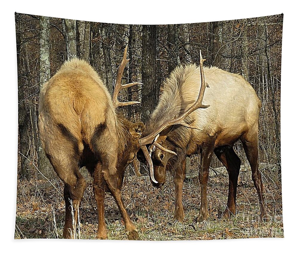 Bull Tapestry featuring the photograph Just Practicing by Bobbie Moller