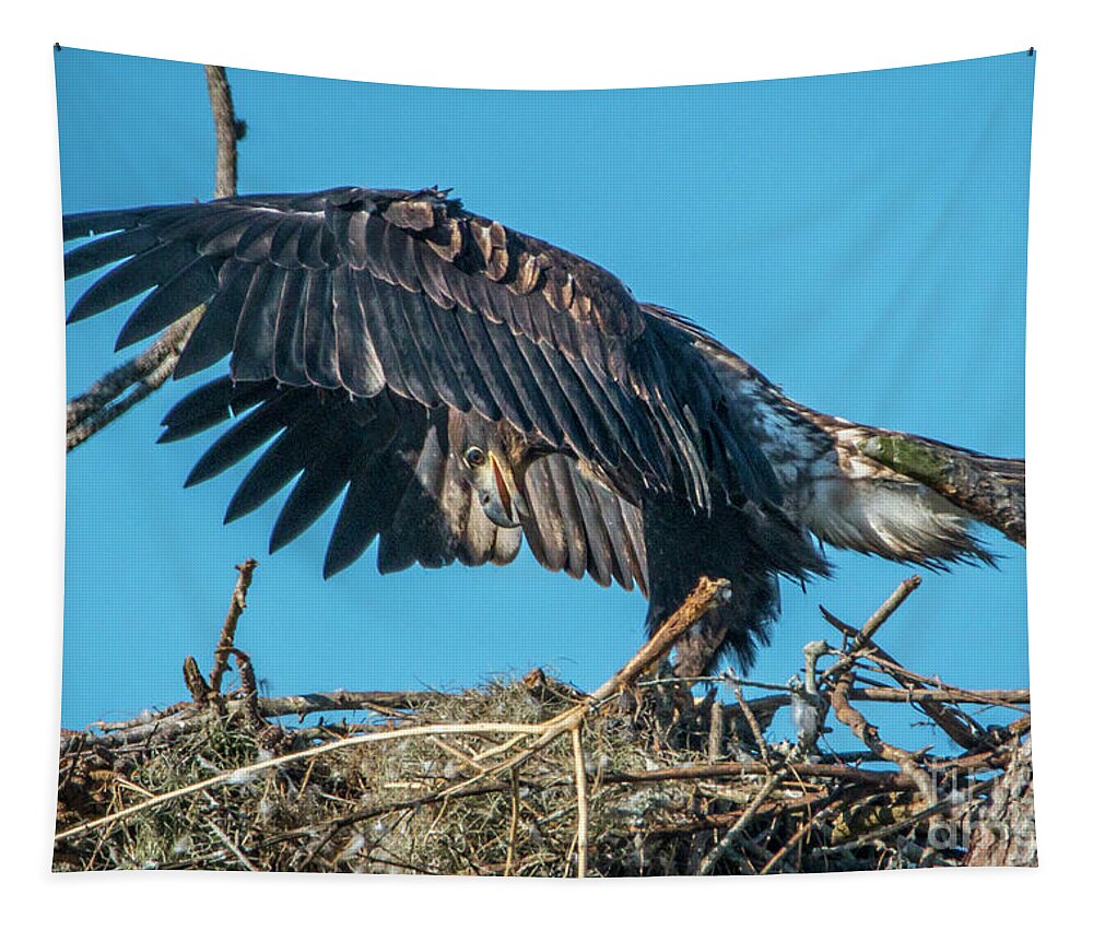 Eagle Tapestry featuring the photograph Juvenile Eagle Wing Stretch by Tom Claud