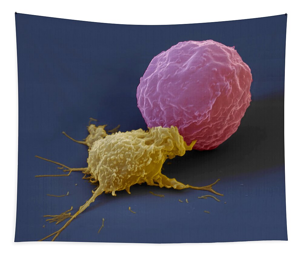 Antigen Tapestry featuring the photograph Killer Cell And Cancer Cell by Meckes/ottawa