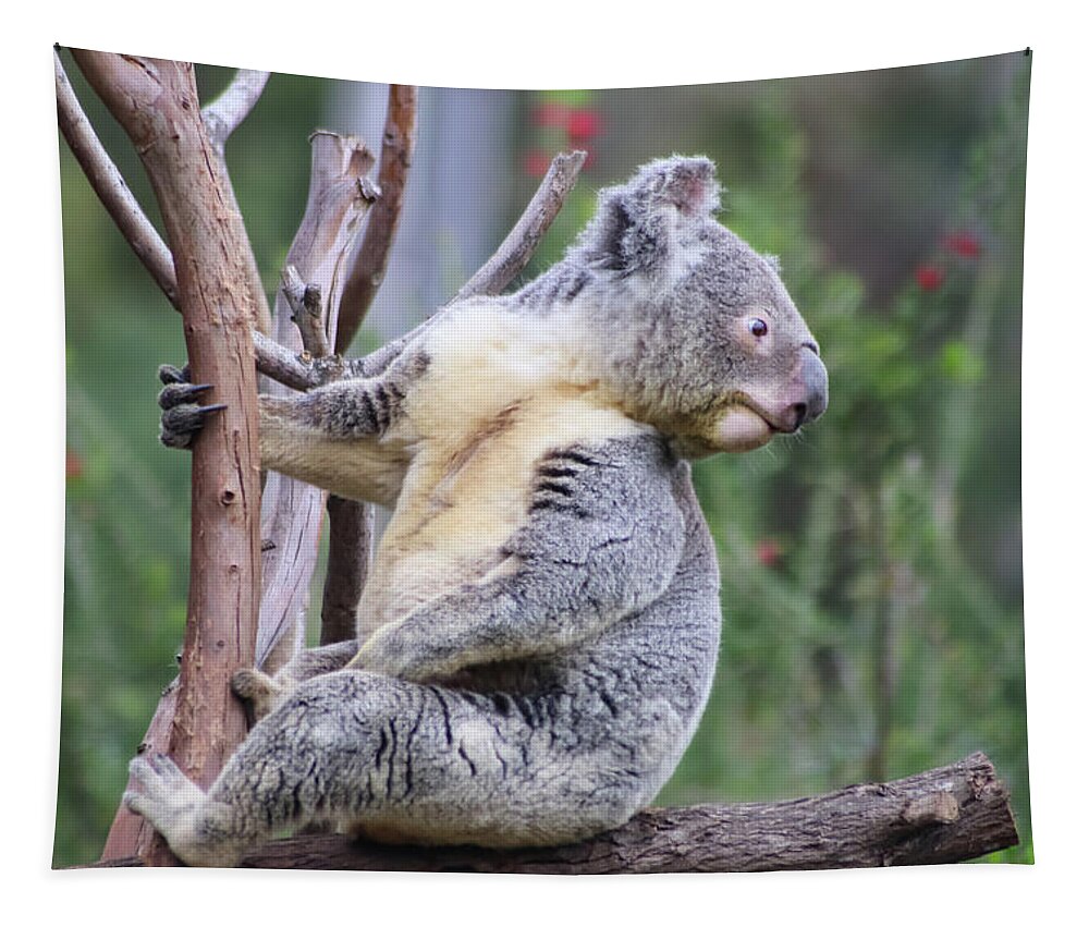 Animals Tapestry featuring the photograph Koala in Tree by Dawn Richards