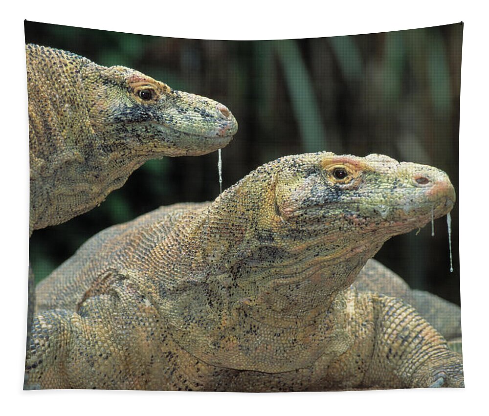 Animal Tapestry featuring the photograph Komodo Dragon Pair Varanus Komodoensis by Nhpa