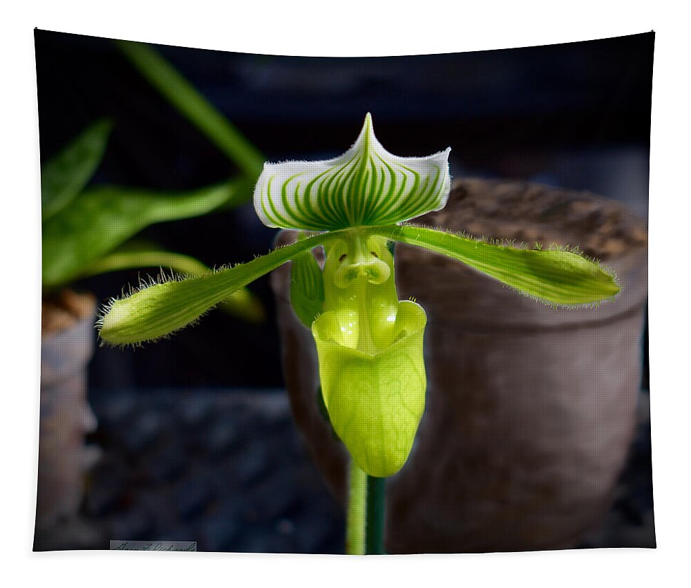#marie #selby #botanical #gardens #botanicalgarden #sarasota Tapestry featuring the photograph Lady Slipper Orchid - green by Gary F Richards