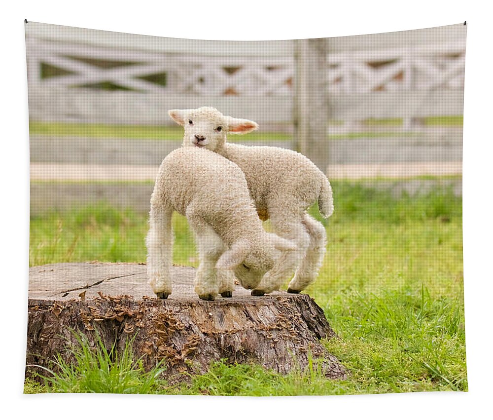Lamb Tapestry featuring the photograph Lambs Playing on a Tree Stump by Rachel Morrison