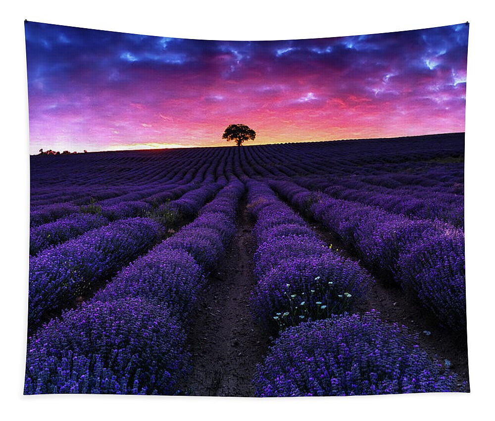 Afterglow Tapestry featuring the photograph Lavender Dreams by Evgeni Dinev
