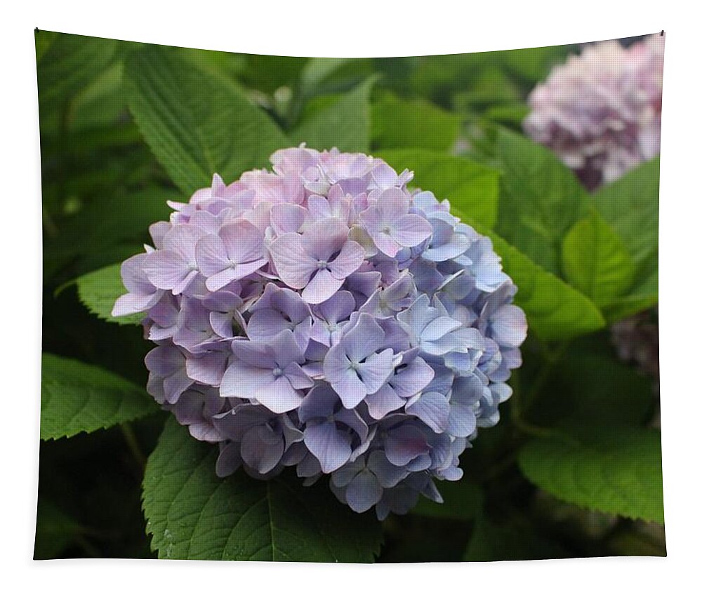 Lavender Tapestry featuring the photograph Lavender Hydrangea, Cape May by Christopher Lotito