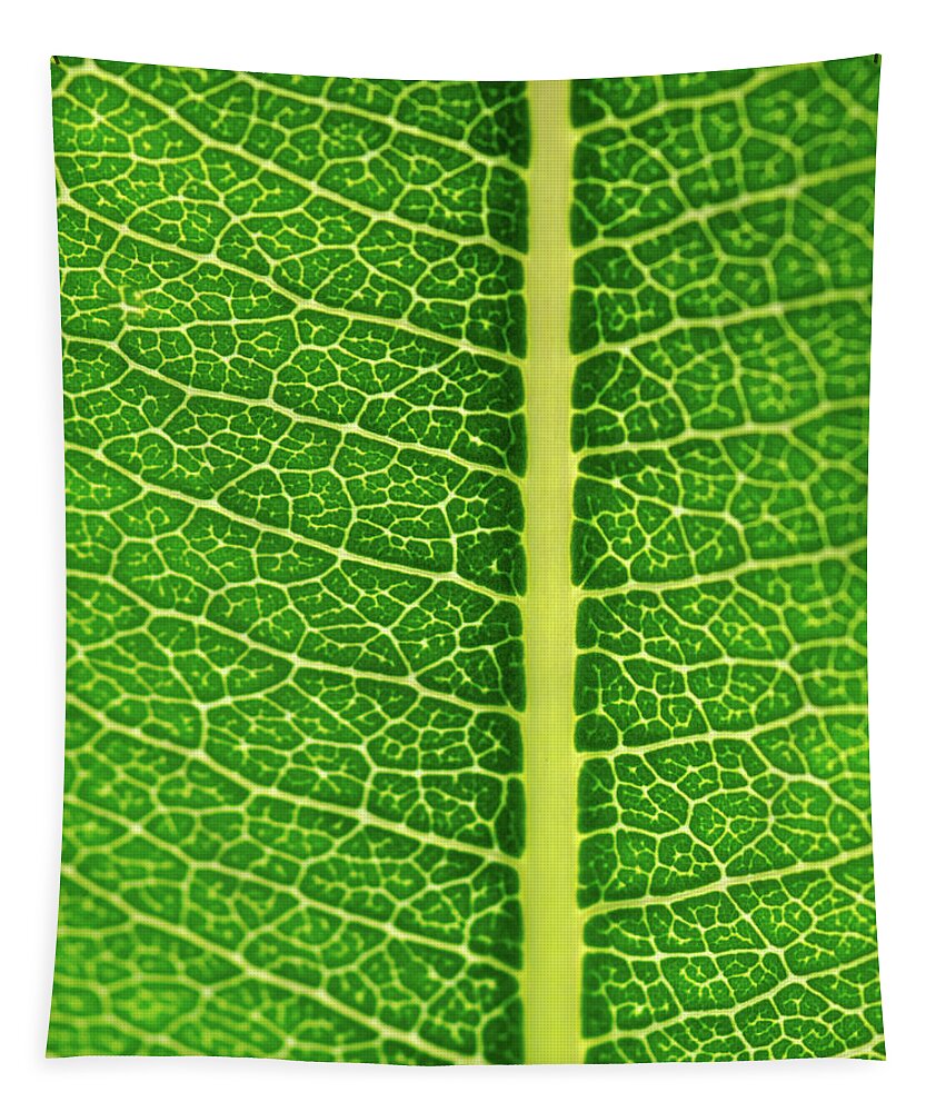 Green Tapestry featuring the photograph Leaf Veins by Jeff Phillippi