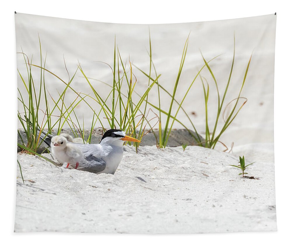 Baby Birds Tapestry featuring the photograph Least Tern with Chicks by Susan Rissi Tregoning
