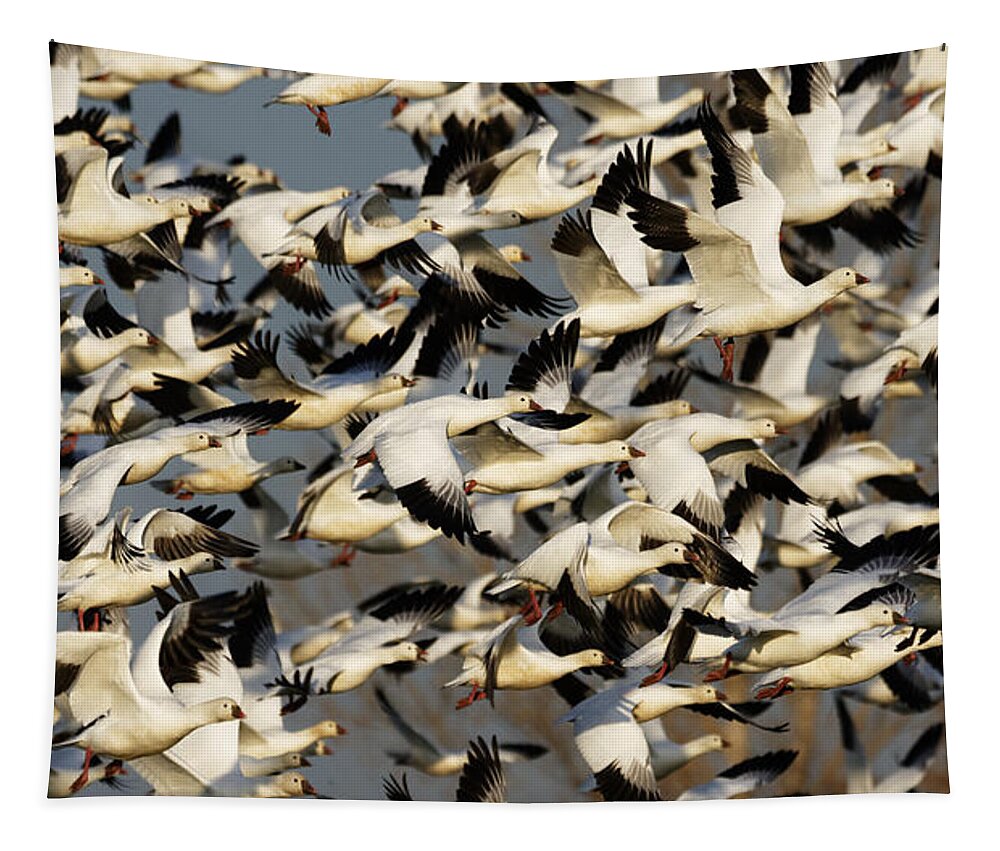 Let's Get The Flock Outta Here! Tapestry featuring the photograph Let's Get the Flock Outta Here -- Ross's Geese at Merced National Wildlife Refuge, California by Darin Volpe
