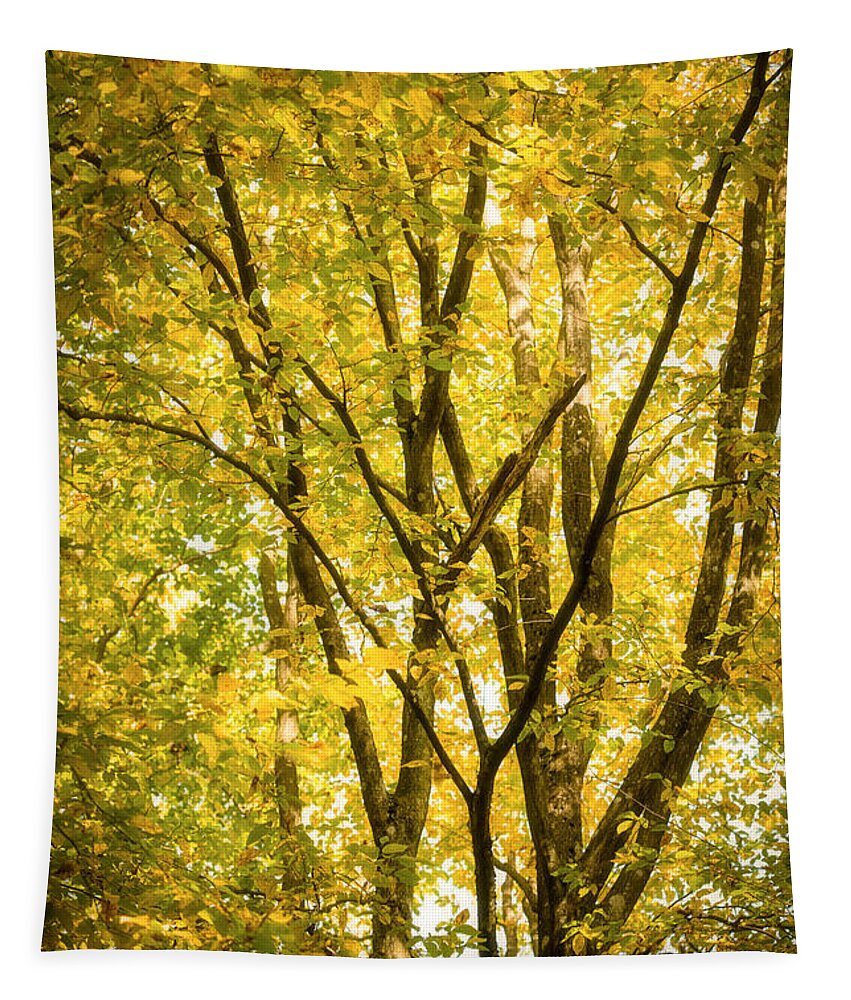 Autumn Tapestry featuring the photograph Light in the leaves by Philippe Sainte-Laudy