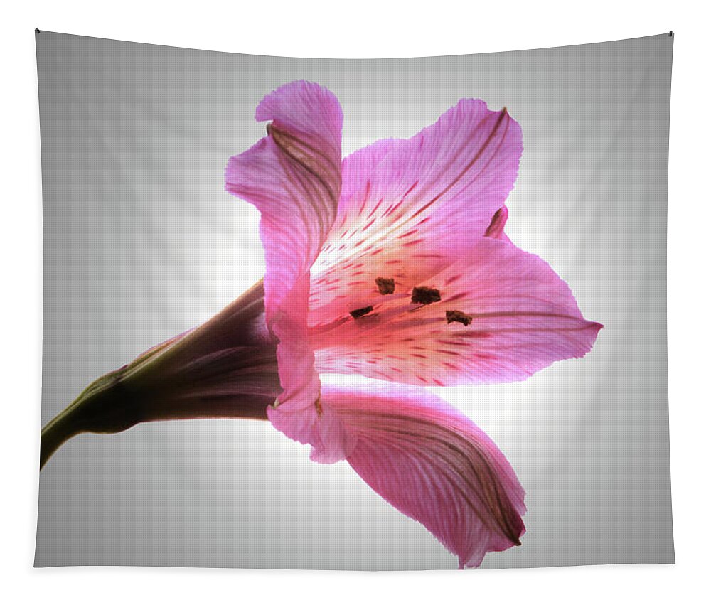 Peruvian Lily Tapestry featuring the photograph Light Through The Lily by Terence Davis