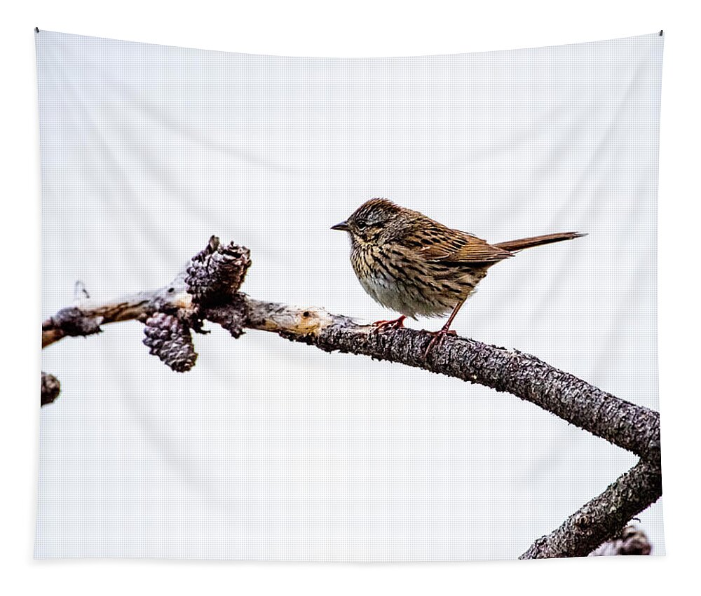 Wildlife Tapestry featuring the photograph Lincoln's Sparrow by David Morefield
