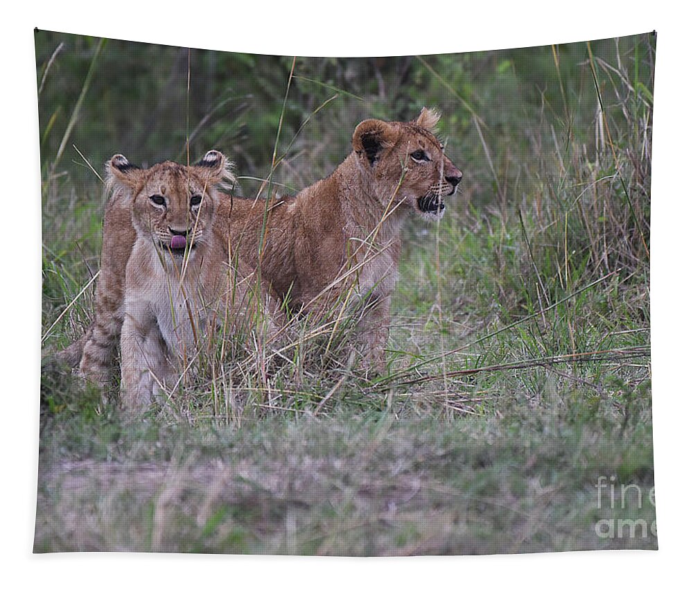 Africa; Serengeti Tapestry featuring the photograph Lion Cubs - Masai Mara by Steve Somerville