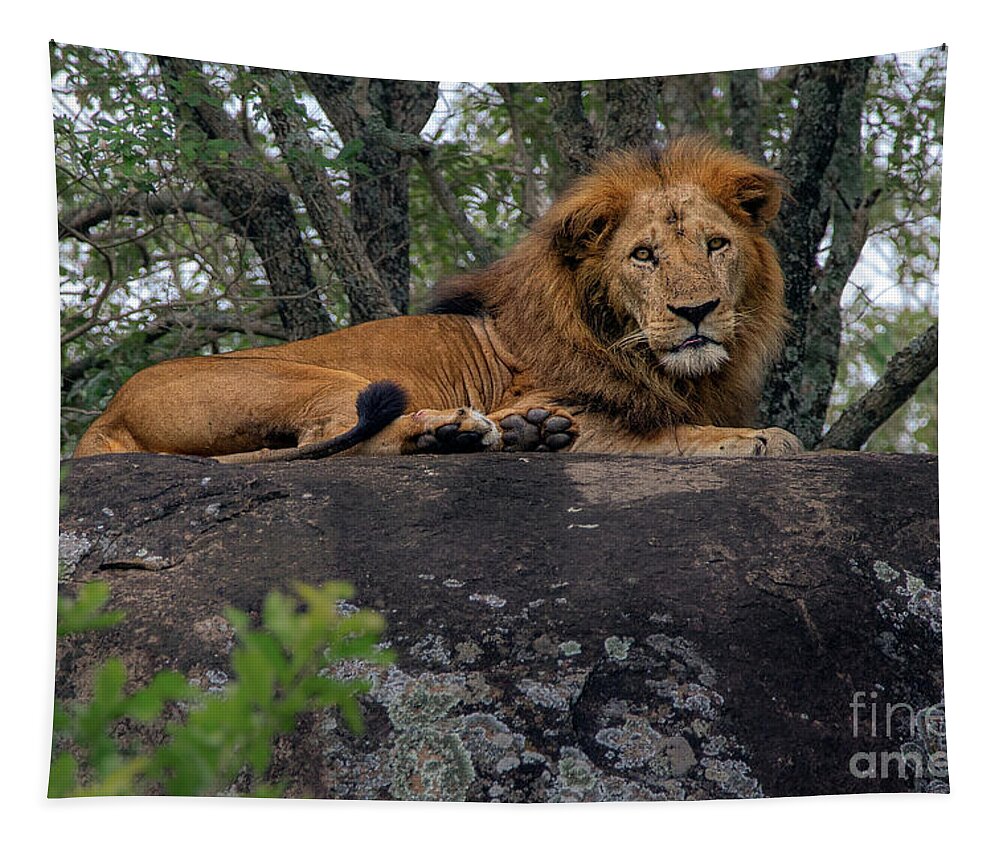 Lion Tapestry featuring the photograph Lion Rocks by Peter Kennett