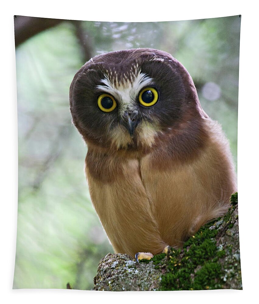 Birds Tapestry featuring the photograph Little Owl by Wesley Aston