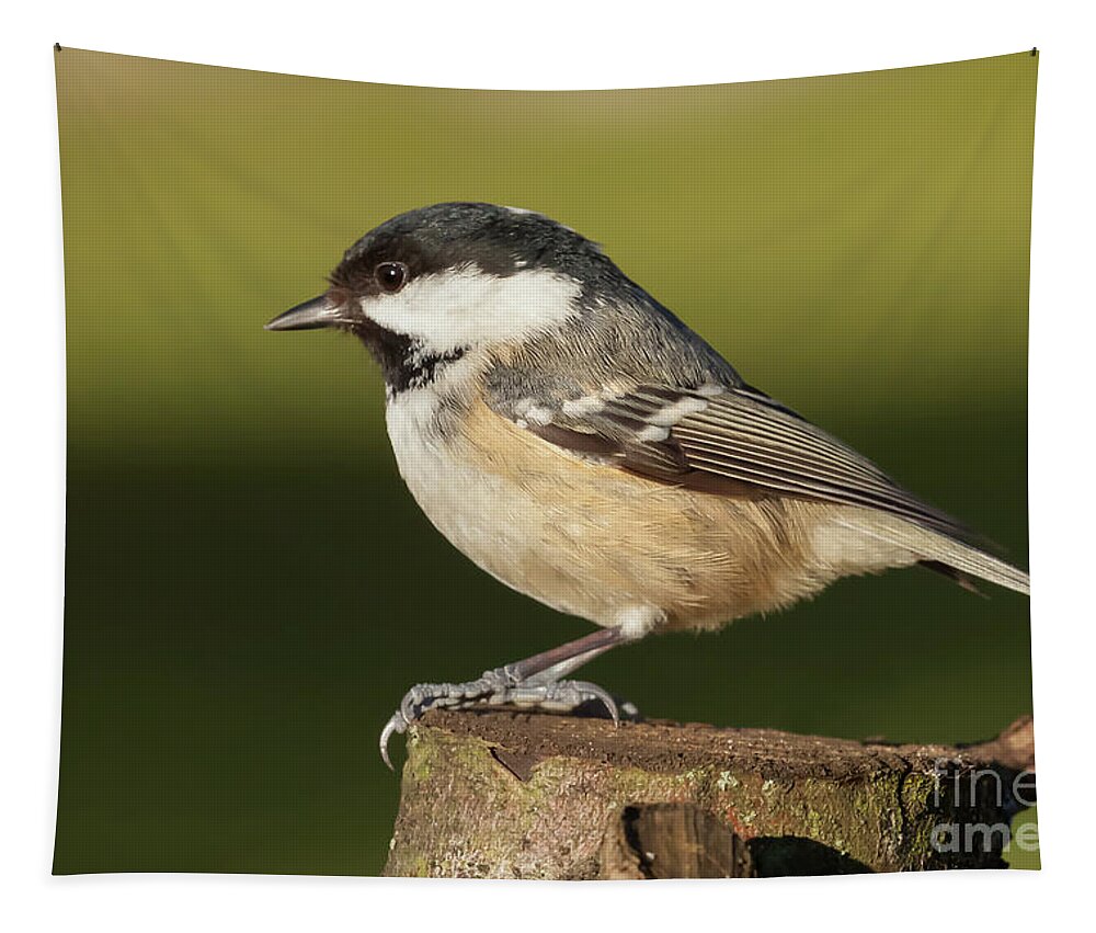 Log Tapestry featuring the photograph Little wild coal tit on a log cose up by Simon Bratt