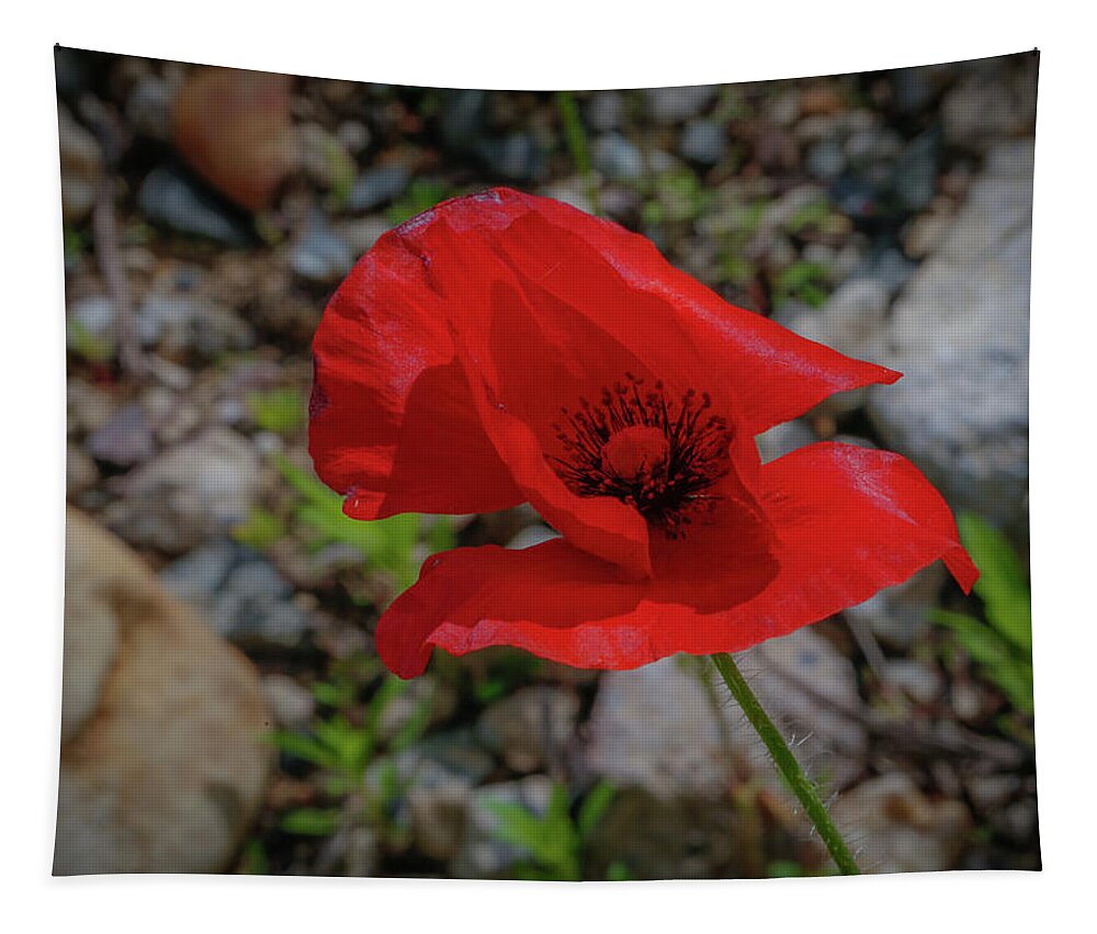 Flower Tapestry featuring the photograph Lone Red Flower by Lora J Wilson