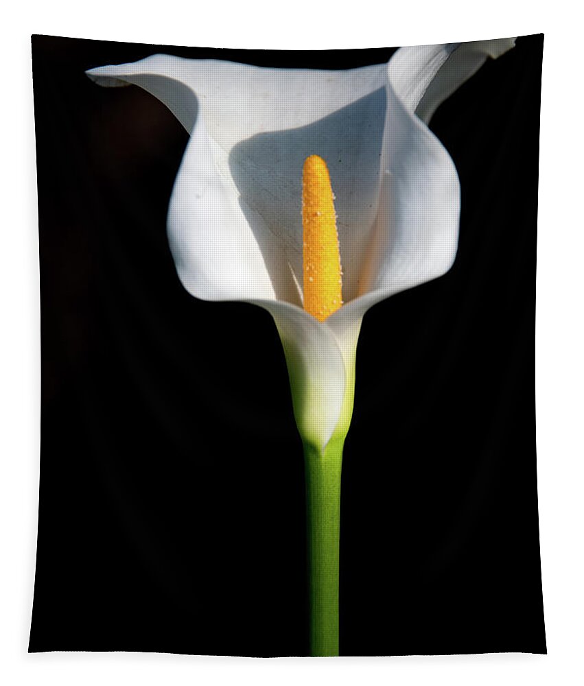Calla Lily Tapestry featuring the photograph Lonely Lily Standing Tall by Marcy Wielfaert