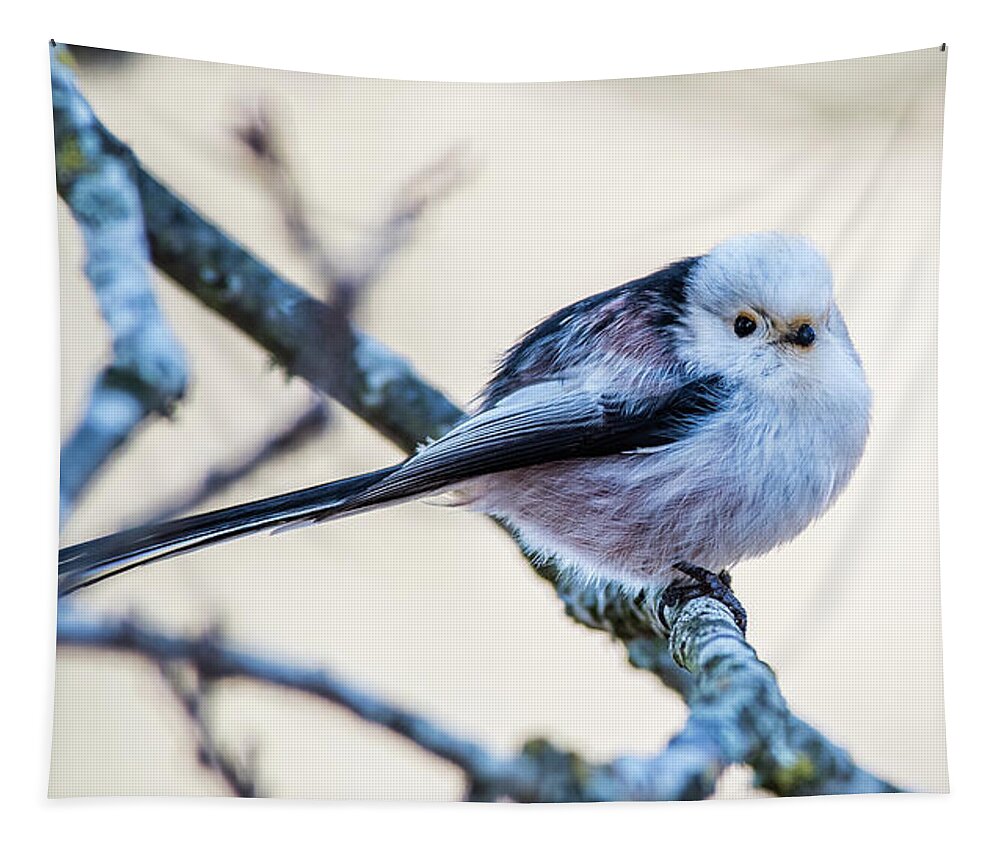 Long-tailed Tit Tapestry featuring the photograph Long Tailed Tit perching on a twig by Torbjorn Swenelius
