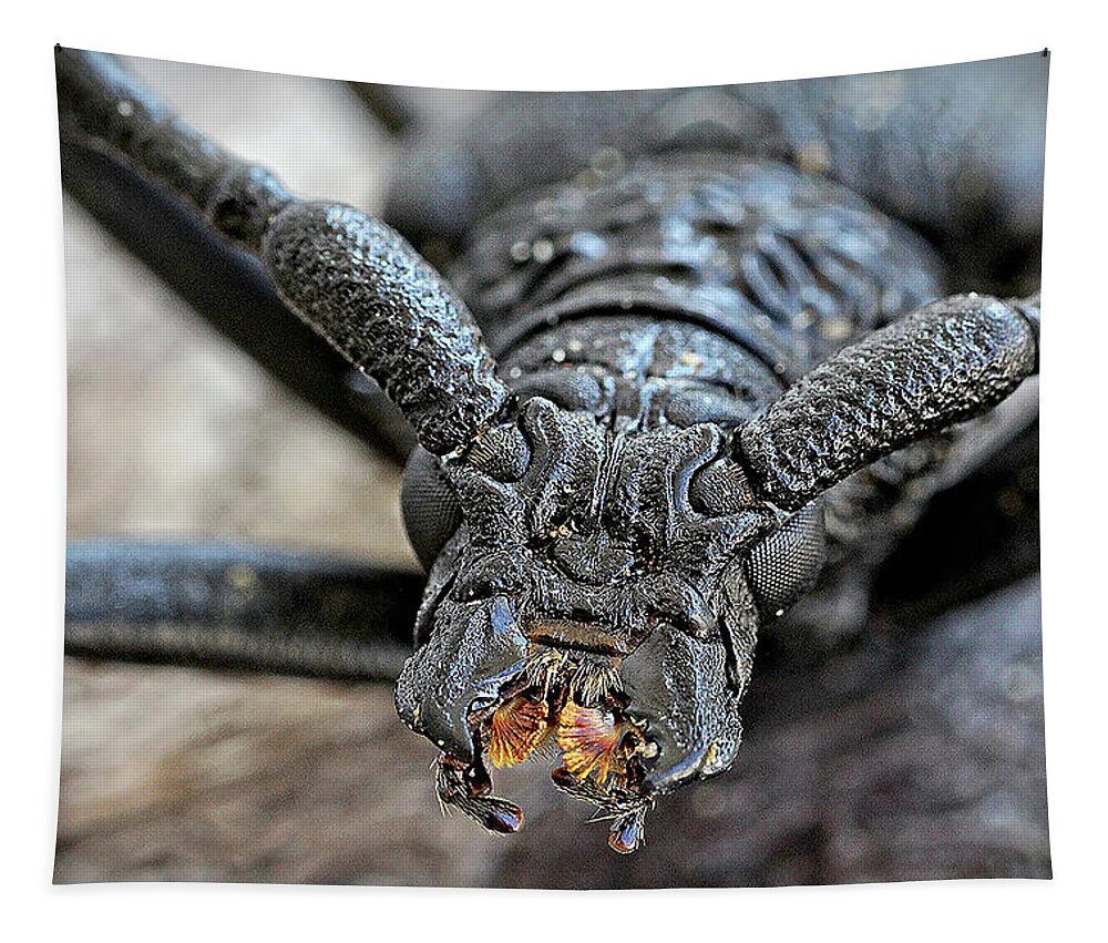 Longhorn Beetle Tapestry featuring the photograph Longhorn Beetle by Martin Smith