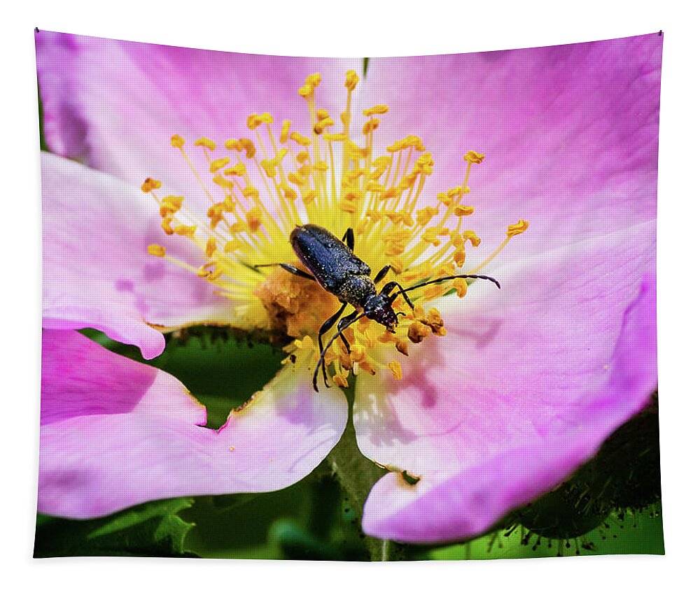 Cerambycidae Tapestry featuring the photograph Longhorned beetle by SAURAVphoto Online Store