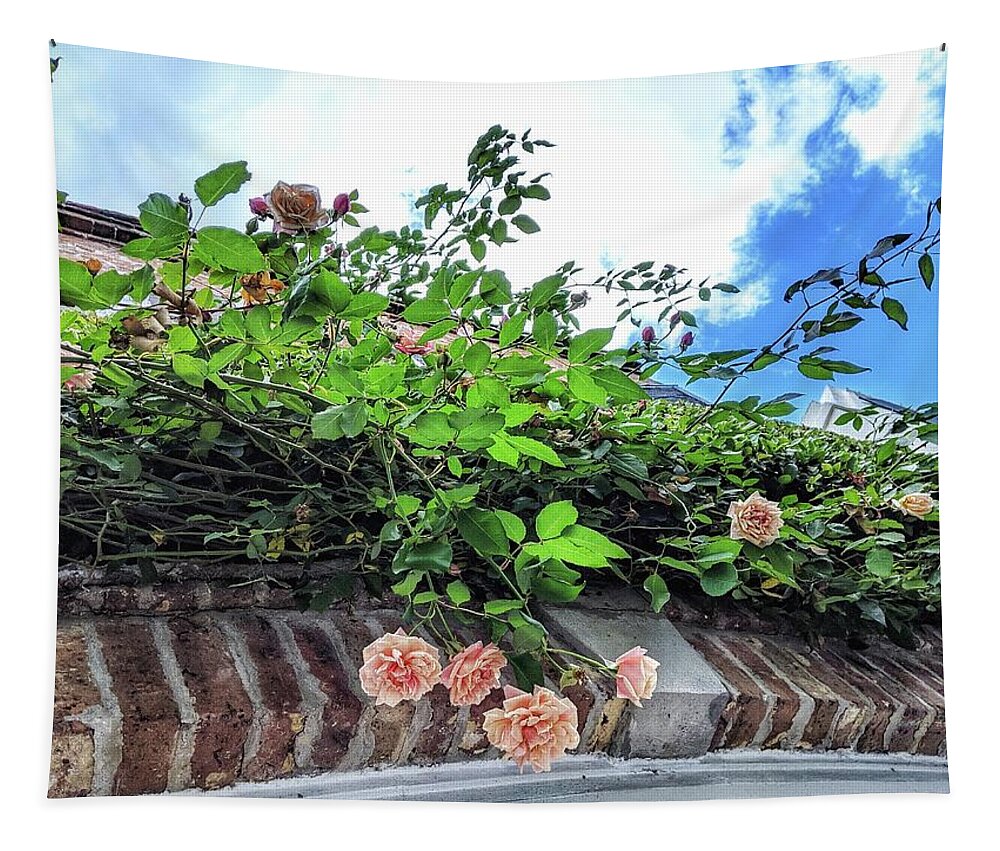 Peach Flowers Tapestry featuring the photograph Look Up by Portia Olaughlin