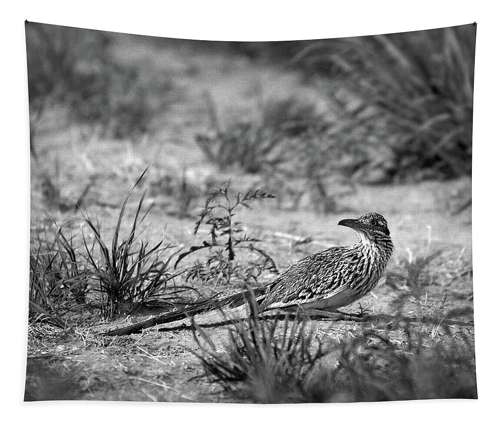 Richard E. Porter Tapestry featuring the photograph Looking Around - Roadrunner, Briscoe County, Texas by Richard Porter