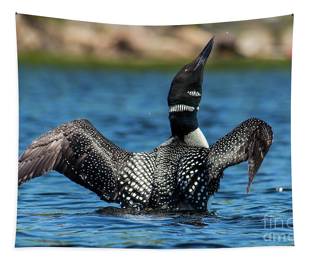Maine Tapestry featuring the photograph Loon Open Wings by Alana Ranney
