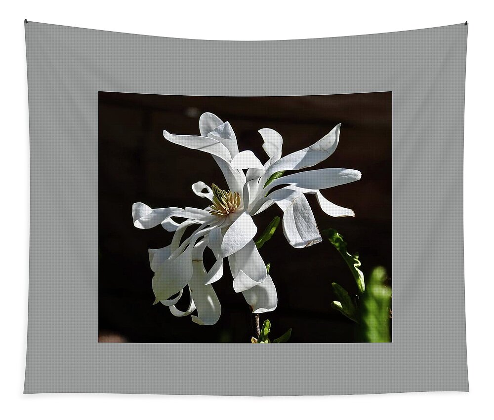 Magnolia Tapestry featuring the photograph Magnificent Magnolia by Kathy Ozzard Chism