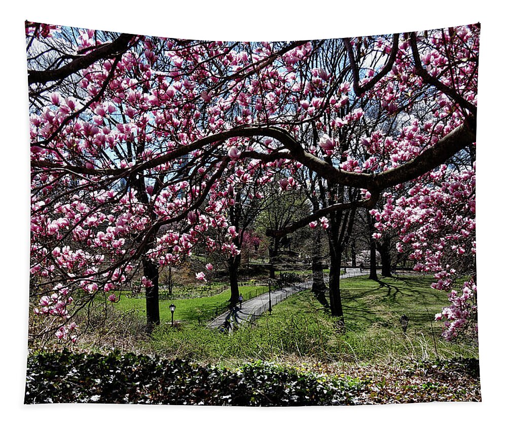 Central Park Tapestry featuring the photograph Magnolia Galore by Cornelis Verwaal