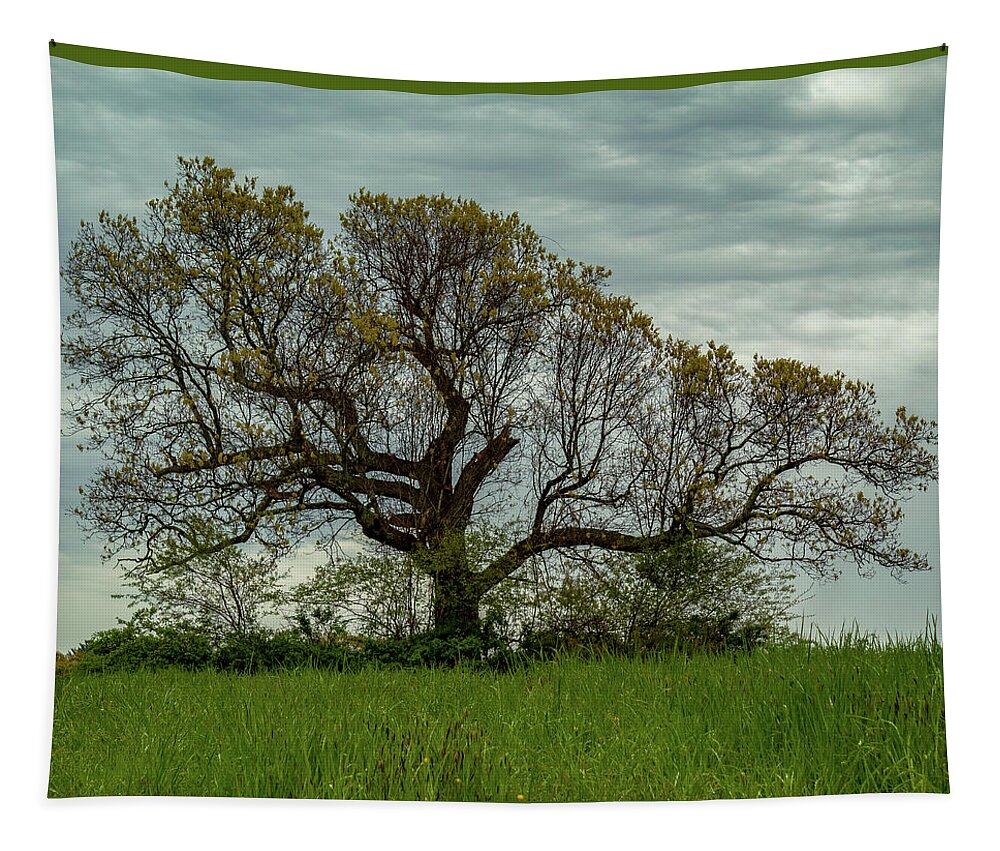 Tree Tapestry featuring the photograph Majestic by William Bretton