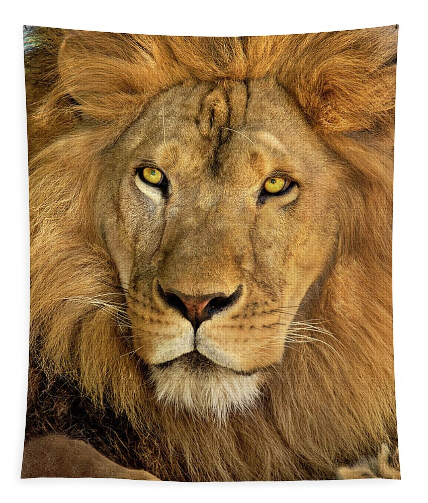 Dave Welling Tapestry featuring the photograph Male African Lion Portrait Wildlife Rescue by Dave Welling