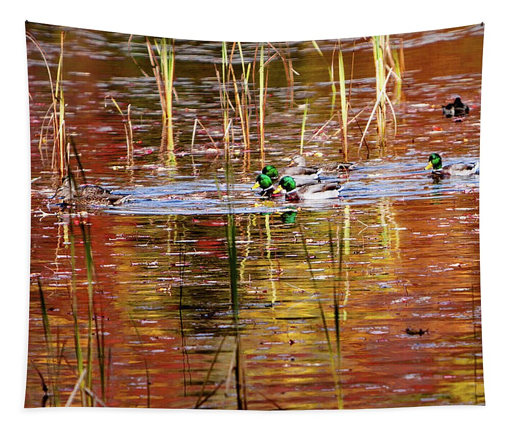 Lake Winnipesaukee Tapestry featuring the photograph Male Mallards on the Rut in Autumn by Jeff Folger