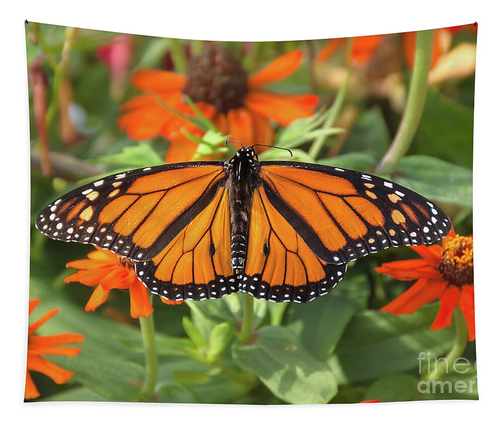 Cheryl Baxter Photography Tapestry featuring the photograph Male Monarch by Cheryl Baxter