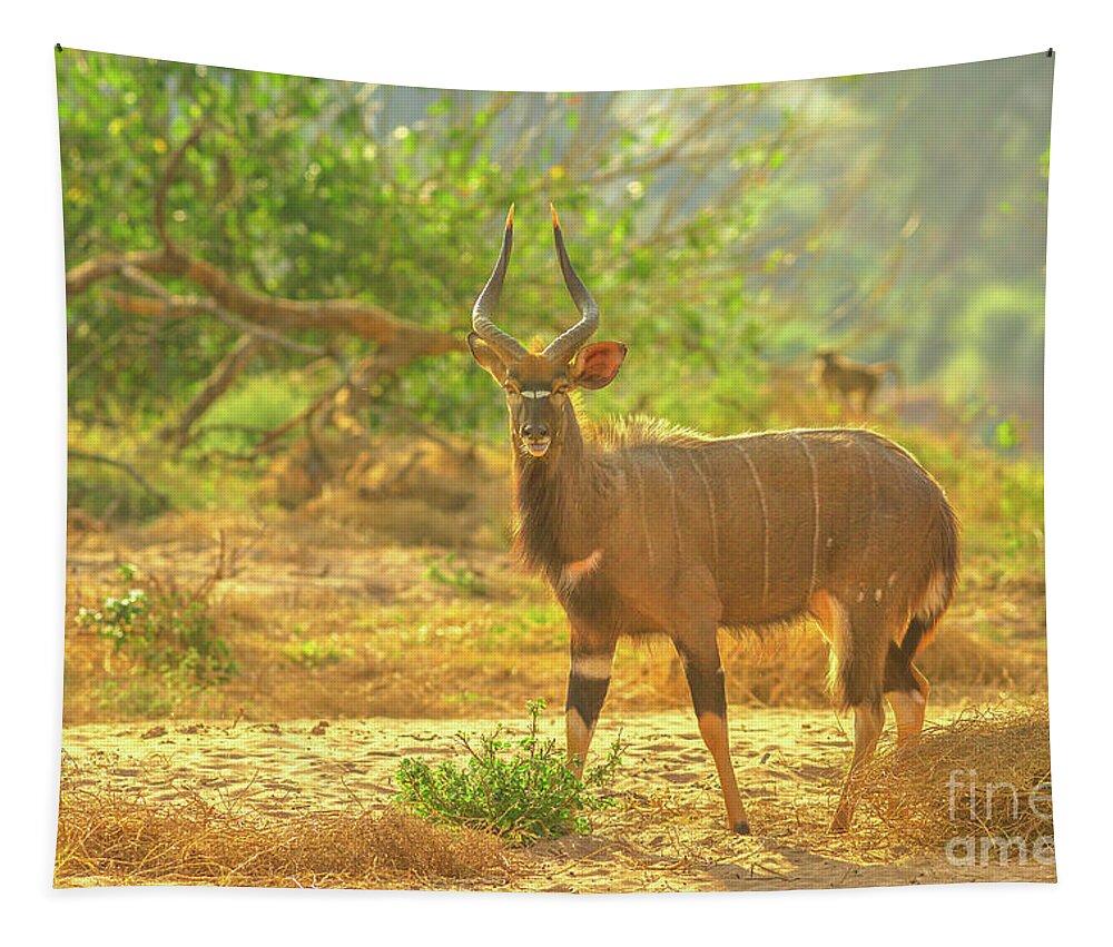 Nyala Tapestry featuring the photograph Male of Greater Nyala by Benny Marty