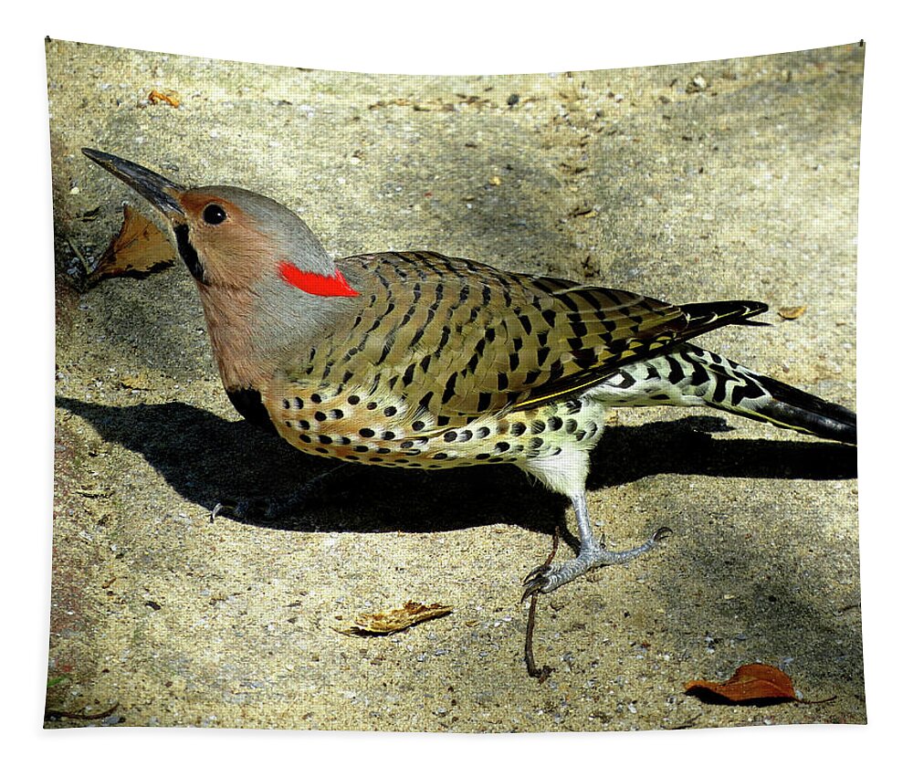 Birds Tapestry featuring the photograph Male Yellow-shafted Northern Flicker by Linda Stern