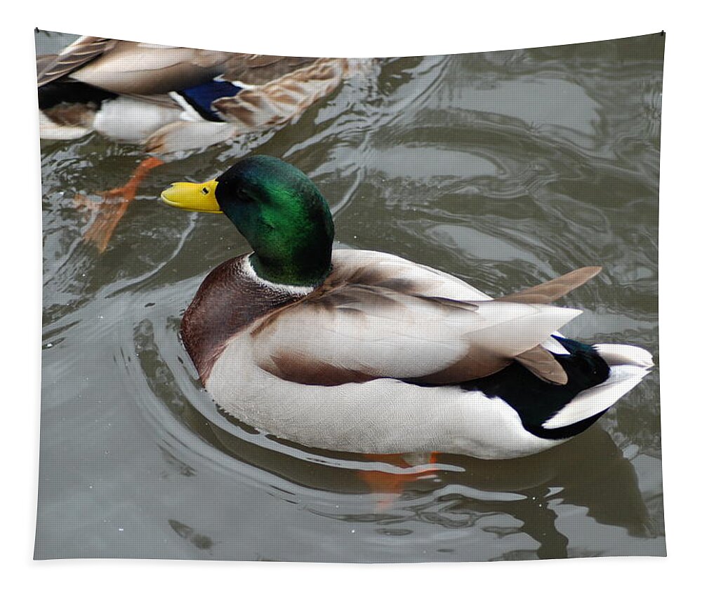 Mallard Ducks Tapestry featuring the photograph Mallard Ducks In A Splash by Ee Photography