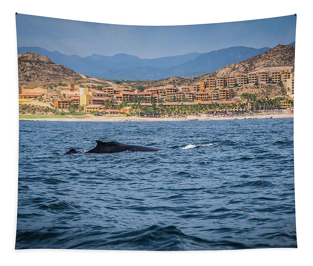 Cabo Tapestry featuring the photograph Mama and Baby Whale by Rebekah Zivicki