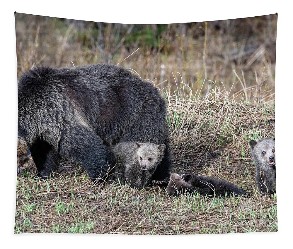 Grizzly Tapestry featuring the photograph Mamma and three by Shannon Carson